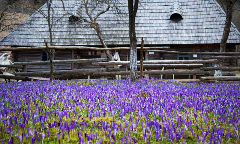 Crocus