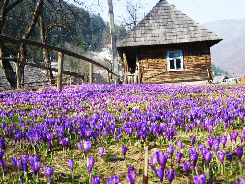 Колочава – унікальне село на Закарпатті, яке щовесни вкриваєтьмя шафрановими килимами