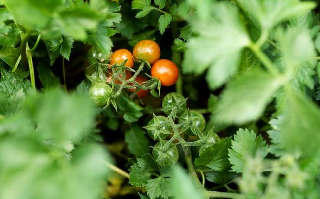 Чому можуть не червоніти помідори та як їм допомогти дозріти